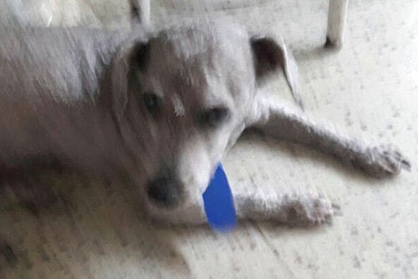 Cão desaparece no Aurélio Caixeta e dona oferece gratificação para quem encontrá-lo