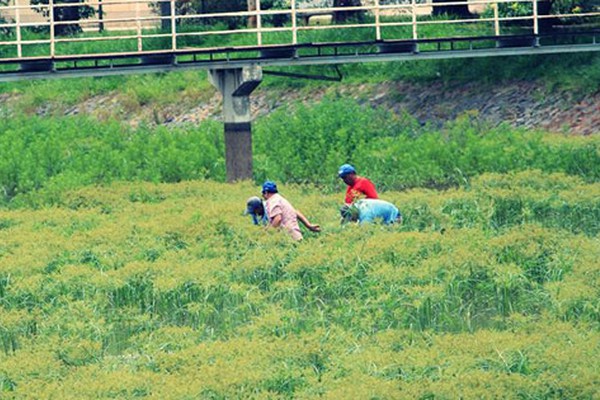 Retirada do mato da Lagoa Grande se transforma em um grande desafio para a Prefeitura