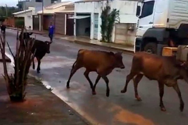 Moradores do Campos Elíseos reclamam de transtornos causados por animais soltos nas ruas