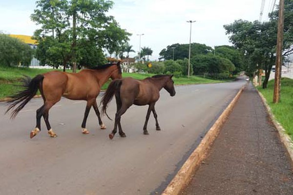 Animais soltos aumentam o risco de acidentes em uma das principais avenidas da cidade