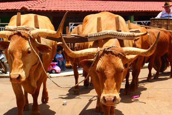 Tradicional Encontro de Carreiros no Monjolinho mantém viva a tradição dos carros de boi