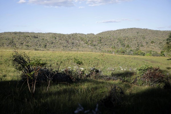 Campeãs em desmatamento, terras privadas têm 62% do Cerrado nativo