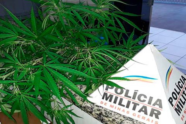 Polícia Militar apreende pé de maconha em um lote no Bairro Saltador em Presidente Olegário