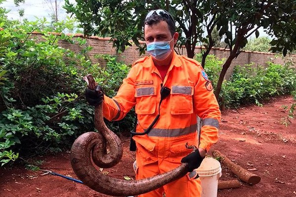 Corpo de Bombeiros captura jiboia de 2,5 metros em Patos de Minas e orienta população