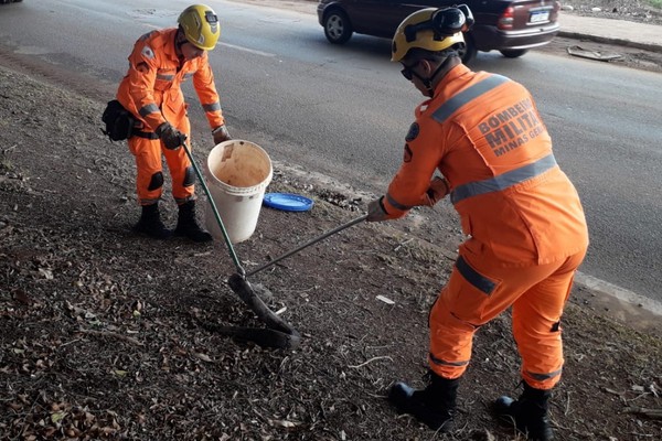 Bombeiros capturam duas cobras e alertam para o maior risco de acidentes na primavera