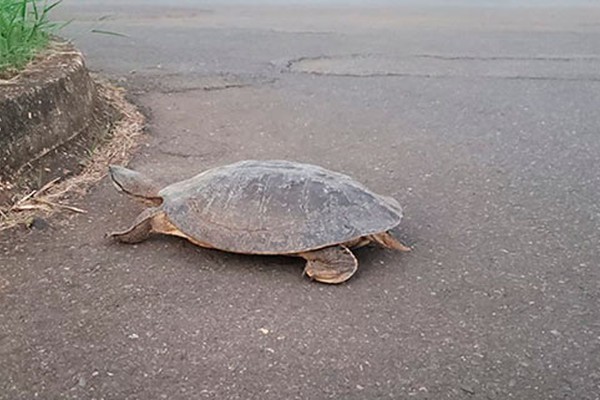 Cágado quase é atropelado ao trafegar por avenida movimentada do bairro Copacabana