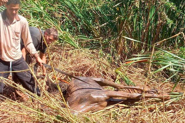 Cavalo é salvo após ficar dias preso em lagoa no bairro Itamarati em Patos de Minas