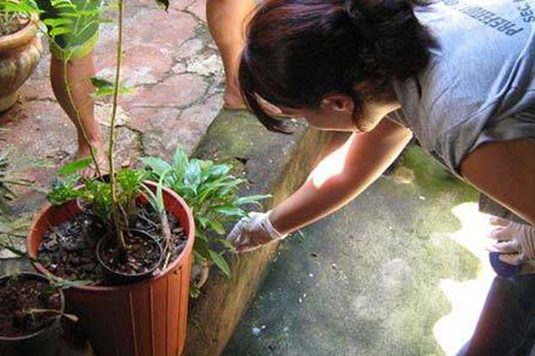 Programa de Combate à Dengue identifica bairros com maior índice de infestação 