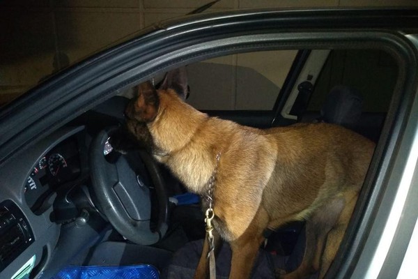 Com o auxílio de cães farejadores, Polícia Militar prende suspeito de tráfico em Patos de Minas