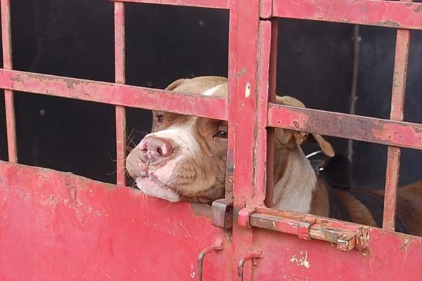 Lei proíbe a adoção e procriação de PitBulls em Minas Gerais, mas norma não é cumprida