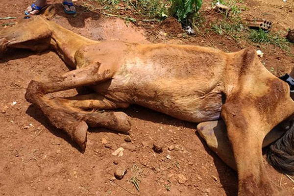 Égua é socorrida por voluntários após ser abandonada à míngua em Patos de Minas