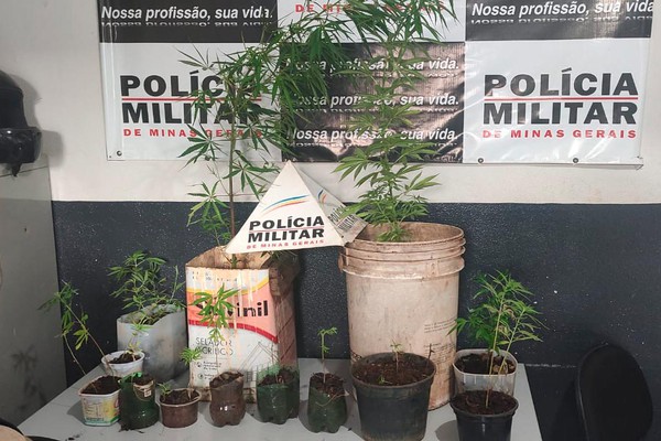 PM encontra plantação de maconha ao buscar por motocicleta furtada que estaria em mata