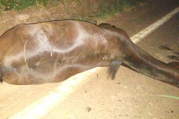 Cavalo morre após ser atropelado na MGC354 e caminhoneiro causa outro acidente no local