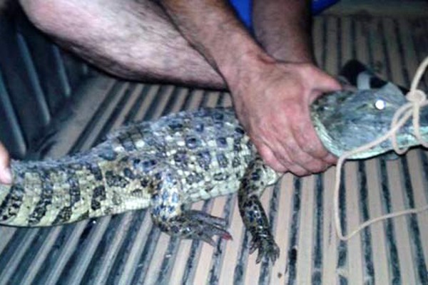 Após jacaré na cozinha, outro animal é capturado em rua no centro de Lagoa Grande