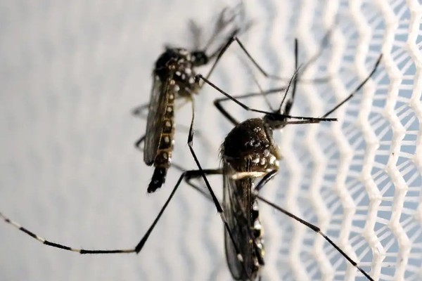 Com mais de 8 mil casos confirmados, Patos de Minas confirma a sexta morte por dengue