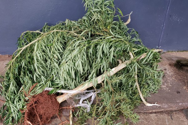 Polícia Militar encontra pé de maconha gigante durante buscas por assaltante, em Patos de Minas