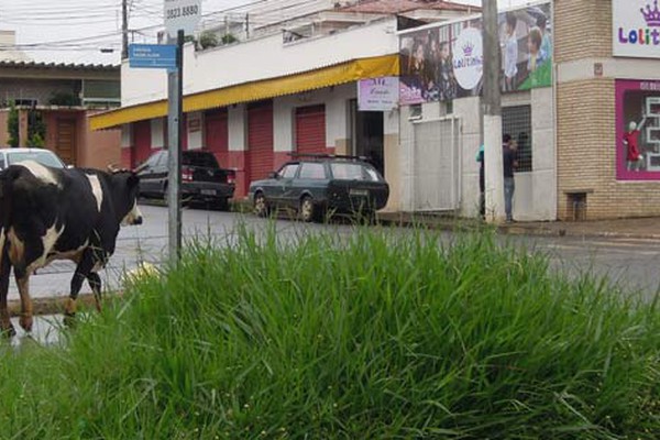 Vacas passam a noite perambulando pelas ruas da cidade sem serem incomodadas