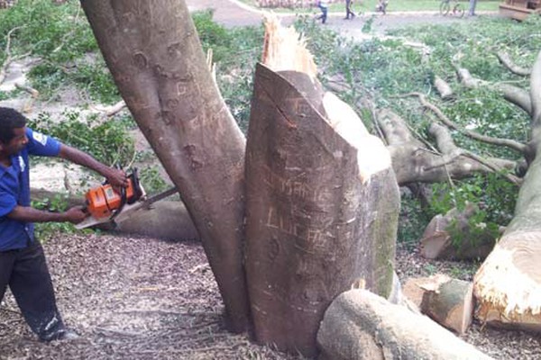 Sob protesto, funcionários da Prefeitura iniciam o corte dos Ficus no Parque do Mocambo