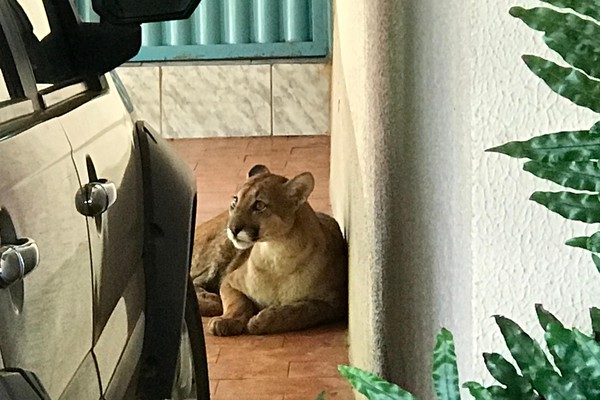 Moradores são surpreendidos por enorme onça no quintal de casa em Varjão de Minas