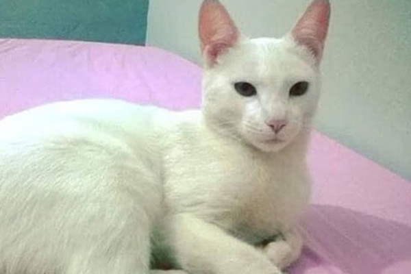 Donos oferecem recompensa para quem encontrar gatinho que sumiu na semana passada 