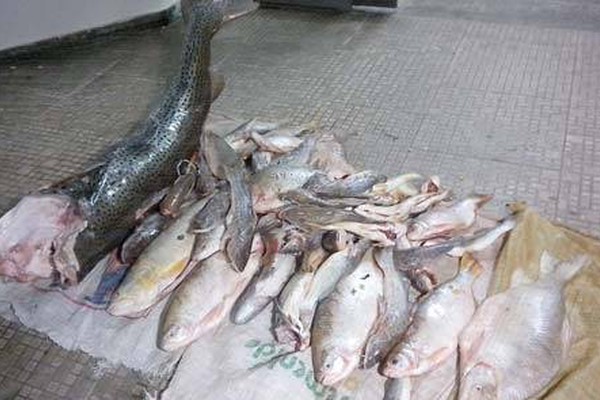 PM de Meio Ambiente encontra mais de 50 Kg de peixes em assentamento