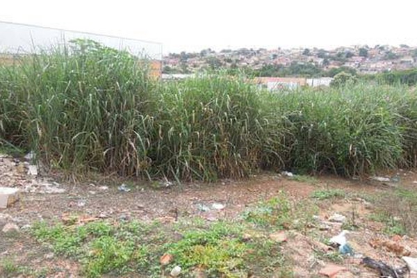 Terrenos baldios no bairro Jardim Paulistano tiram o sossego dos moradores