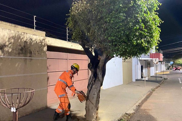 Bombeiros precisam fazer corte de árvore que ficou comprometida ao aparecer novamente em chamas