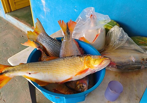 Após denúncia anônima, polícia apreende redes e 10kg de peixes em Lagoa Grande