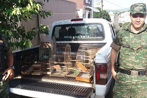 Polícia de Meio Ambiente apreende pássaros da fauna silvestre que eram criados em cativeiro