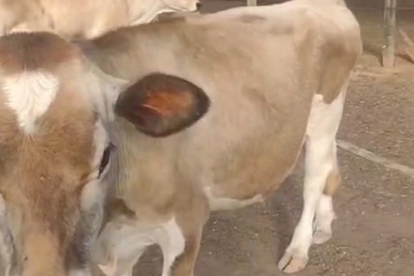 Polícia procura criminosos que invadiram chácara e furtaram seis animais da raça Jersey, em Patos de Minas