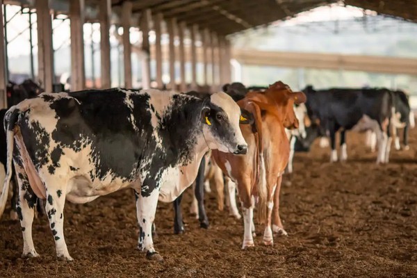 Receita investiga sonegação de quase R$ 1 bilhão em venda de gado