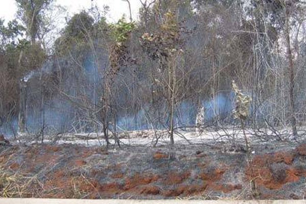 Vereadores propõem a criação do Parque de Preservação da Mata do Catingueiro