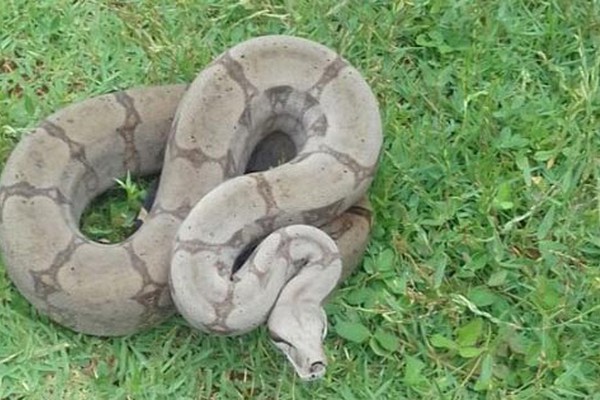 Corpo de Bombeiros é acionado para capturar cobra que fez morada na Prefeitura de Patos de Minas