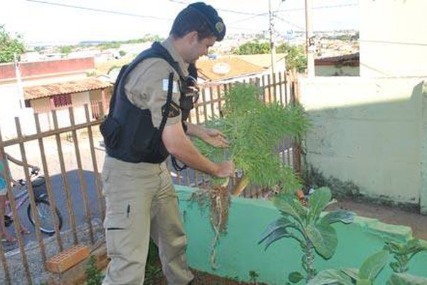 PM encontra pé de maconha de 1,70 metro de altura junto a hortaliças na Minas Gerais