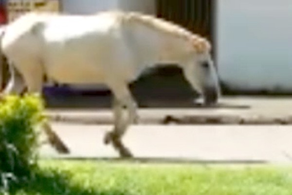 Tomados pelo mato, canteiros de avenidas e praças se transformam em pasto para animais