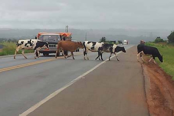 Animais transitam livremente na BR 365 e por pouco não provocam acidente