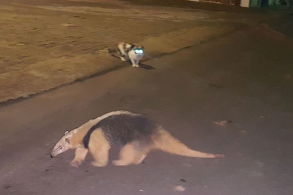 Reportagem do Patos Hoje flagra Tamanduá-mirim perdido bem no centro de Patos de Minas; veja