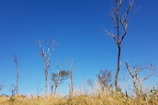 Mata do Catingueiro perdeu mais de 90% de sua vegetação natural em apenas 10 anos