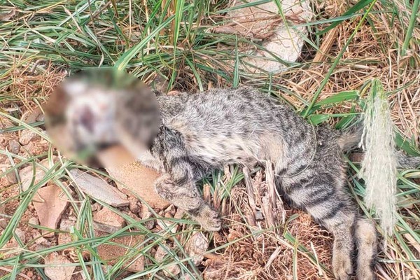 Após morte de gato, homem que havia invadido imóvel acaba na delegacia em Patos de Minas