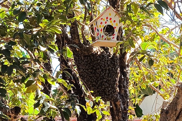 Moradora leva susto ao ver enxame de abelhas em árvore no quintal da casa, no bairro Planalto