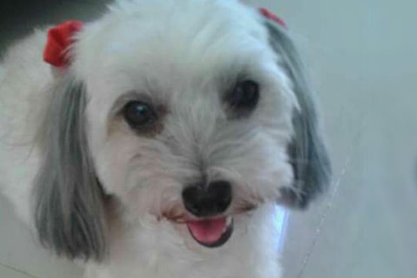 Família procura por cadelinha da raça Lhasa Apso que sumiu no Coração Eucarístico