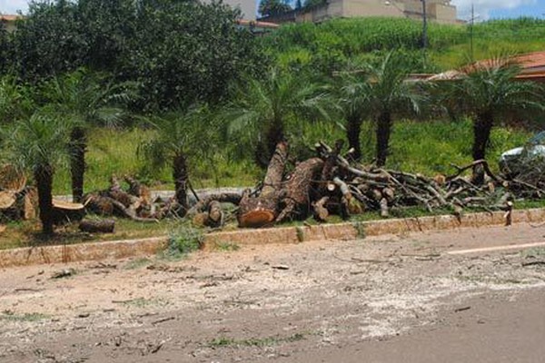 Árvores danificam galeria da Avenida Padre Almir e terão que ser derrubadas