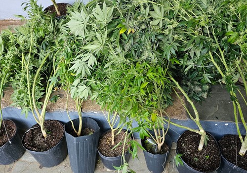 Polícia Militar encontra plantação de maconha em apartamento em plena rua Major Gote