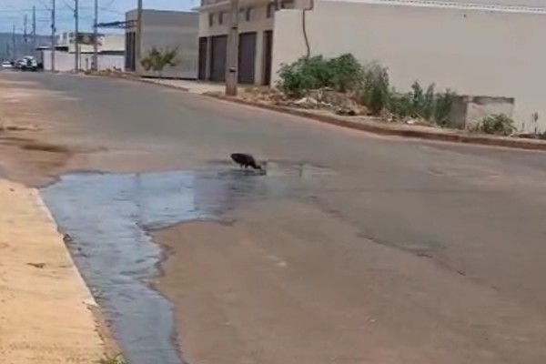 Morador denuncia esgoto escorrendo em rua de Patos de Minas; até urubu apareceu no local