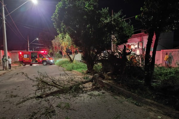 Bombeiros têm que ser acionados após caminhão bater, e árvore cair sobre veículo