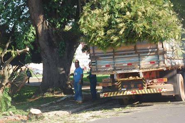 Galho enorme de árvore despenca no centro da cidade e alerta para podas