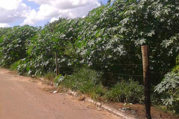 Sujeira em lotes no Novo Horizonte atrai criminosos e moradores cobram providências