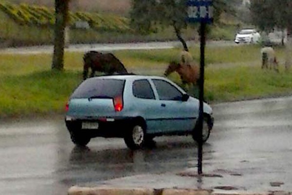 Cavalos pastam nos canteiros da avenida J.K e aumentam os riscos de acidentes no local