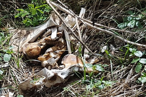 Restos de animais mortos, lixo e matagal tomam conta de praça na avenida das Paineiras