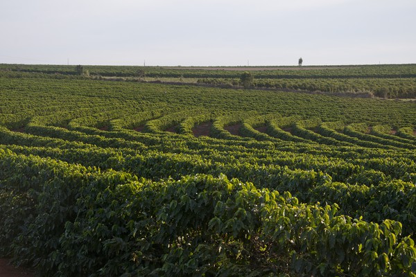 Iniciativas sustentáveis praticadas na região do Cerrado Mineiro serão apresentadas na COP30
